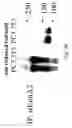 Fig. 41 - Peptide and small molecule agonists of EPHA and uses thereof