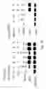 Fig. 42 - Peptide and small molecule agonists of EPHA and uses thereof