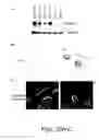 Fig. 44 - Peptide and small molecule agonists of EPHA and uses thereof