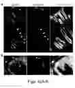 Fig. 49 - Peptide and small molecule agonists of EPHA and uses thereof