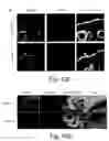 Fig. 50 - Peptide and small molecule agonists of EPHA and uses thereof