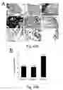 Fig. 53 - Peptide and small molecule agonists of EPHA and uses thereof
