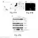 Fig. 55 - Peptide and small molecule agonists of EPHA and uses thereof