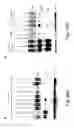 Fig. 56 - Peptide and small molecule agonists of EPHA and uses thereof