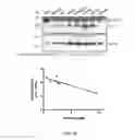 Fig. 28 - METHODS AND COMPOSITIONS FOR TREATING CANCER