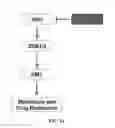 Fig. 33 - METHODS AND COMPOSITIONS FOR TREATING CANCER