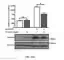 Fig. 35 - METHODS AND COMPOSITIONS FOR TREATING CANCER