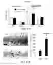 Fig. 32 - Anti-depression compounds