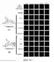 Fig. 40 - Anti-depression compounds