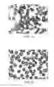 Fig. 08 - Dosing regimens for 2-hydroxy-6-((2-(1-isopropyl-1h-pyrazol-5-yl)pyridin-3-yl)methoxy)benzaldehyde