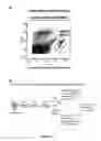 Fig. 10 - METHODS FOR INDUCING INSULIN PRODUCTION AND USES THEREOF
