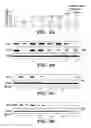 Fig. 07 - HIF inhibitors and use thereof