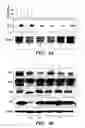 Fig. 09 - HIF inhibitors and use thereof