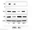 Fig. 12 - HIF inhibitors and use thereof