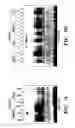 Fig. 15 - HIF inhibitors and use thereof