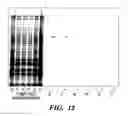 Fig. 23 - HIF inhibitors and use thereof