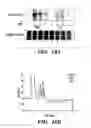 Fig. 31 - HIF inhibitors and use thereof