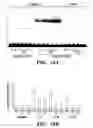 Fig. 34 - HIF inhibitors and use thereof
