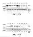 Fig. 37 - HIF inhibitors and use thereof