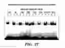 Fig. 43 - HIF inhibitors and use thereof