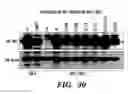 Fig. 46 - HIF inhibitors and use thereof