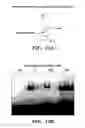Fig. 47 - HIF inhibitors and use thereof