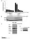 Fig. 02 - HIF INHIBITORS