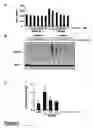 Fig. 03 - HIF INHIBITORS
