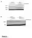 Fig. 04 - HIF INHIBITORS