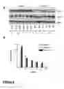 Fig. 05 - HIF INHIBITORS