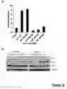 Fig. 12 - HIF INHIBITORS