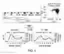 Fig. 02 - Cycling therapy using 3-(5-amino-2-methyl-4-oxo-4H-quinazolin-3-yl)-piperidine-2,6-dione
