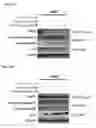 Fig. 27 - Method of treating leukemia using pharmaceutical formulation containing thienotriazolodiazepine compounds