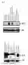 Fig. 08 - Compositions and methods for disease treatment using nanoparticle delivered compounds
