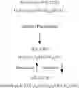 Fig. 02 - Broad spectrum antiviral and methods of use