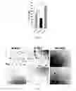 Fig. 04 - Cellular compositions used to restore stem cell or progenitor cell function and methods related thereto