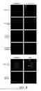 Fig. 06 - Replication-competent vesicular stomatitis viruses