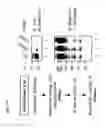 Fig. 04 - CDK MODULATORS AND METHODS FOR THE TREATMENT OF CANCER