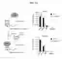 Fig. 06 - CDK MODULATORS AND METHODS FOR THE TREATMENT OF CANCER