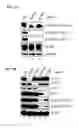 Fig. 09 - CDK MODULATORS AND METHODS FOR THE TREATMENT OF CANCER