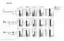 Fig. 12 - CDK MODULATORS AND METHODS FOR THE TREATMENT OF CANCER