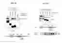 Fig. 14 - CDK MODULATORS AND METHODS FOR THE TREATMENT OF CANCER