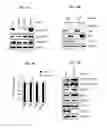 Fig. 16 - CDK MODULATORS AND METHODS FOR THE TREATMENT OF CANCER