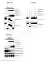 Fig. 17 - CDK MODULATORS AND METHODS FOR THE TREATMENT OF CANCER