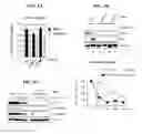 Fig. 22 - CDK MODULATORS AND METHODS FOR THE TREATMENT OF CANCER