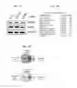 Fig. 24 - CDK MODULATORS AND METHODS FOR THE TREATMENT OF CANCER