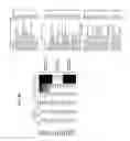 Fig. 26 - CDK MODULATORS AND METHODS FOR THE TREATMENT OF CANCER