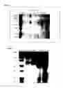 Fig. 07 - ANTI-INFLAMMATORY PROTEINS AND METHODS OF PREPARATION AND USE THEREOF