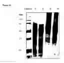 Fig. 08 - ANTI-INFLAMMATORY PROTEINS AND METHODS OF PREPARATION AND USE THEREOF