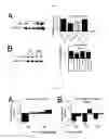 Fig. 02 - Methods for treating pain caused by inflammation induced mechanical and/or thermal hypersensitivity